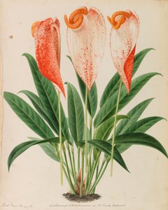 Originales de publicaciones de horticultura y arboricultura, 1878-1881