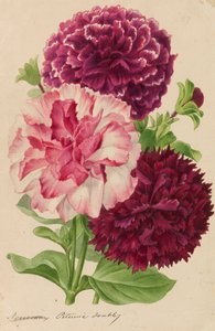 Originales de publicaciones de horticultura y arboricultura, 1878-1881