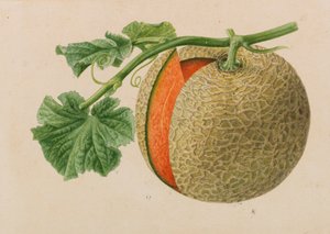 Originales de publicaciones de horticultura y arboricultura, 1878-1881 de Pieter Joseph de Pannemaeker