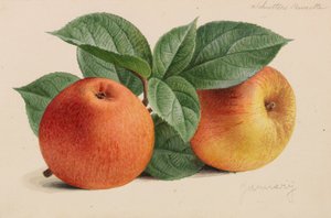 Originales de publicaciones de horticultura y arboricultura de Pieter Joseph de Pannemaeker