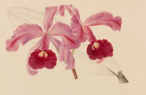 Originales de publicaciones de horticultura y arboricultura, 1878-1881 de Pieter Joseph de Pannemaeker