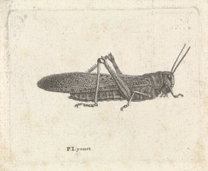 Saltamontes