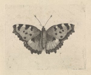Mariposa de Pieter Lyonet