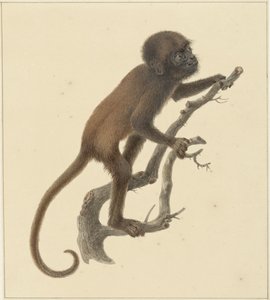 Mono