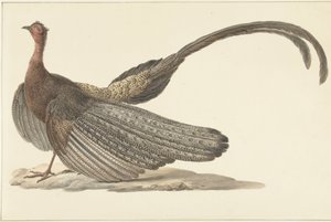 Faisán Argus de Pieter Pietersz. Barbiers