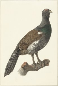 Auerhaan de Pieter Pietersz. Barbiers