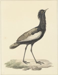 Bardatrap (Eupadatis bengalensis / Haubropsis bengalensis) de Pieter Pietersz. Barbiers