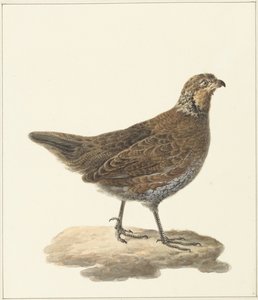 Codorniz (Colinus virginianus)