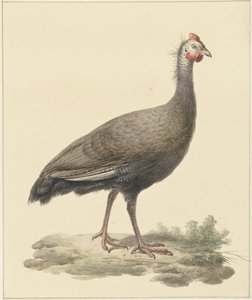 Helmparelhoen de Pieter Pietersz. Barbiers
