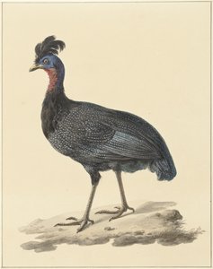 Gallina de Guinea crestada de Pieter Pietersz. Barbiers