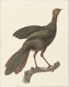 Kuifsjakohoen (Penélope purpurascens) de Pieter Pietersz. Barbiers