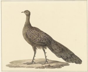 Spiegelpauw de Pieter Pietersz. Barbiers