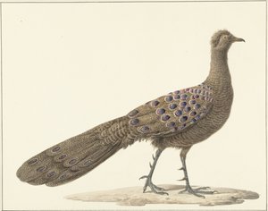 Pavo real espejo de Pieter Pietersz. Barbiers
