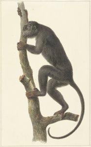 Mono aullador negro (Paraguay)