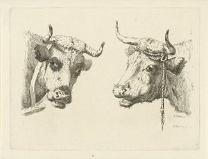 dos cabezas de vaca de Pieter Roosing