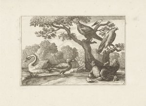Kip conoció a los kuikens en andere vogels Aves diferentes (título de la serie) Las figuras más perfectas de diferentes pájaros (...) (título de la serie) de Pieter Schenk (I) (attributed to)