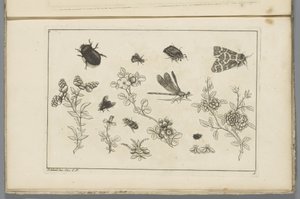 Ramas de flores con insectos
Flores e insectos chinos (título de la serie) de Pieter Schenk (II)