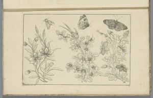 Tres ramas de flores y tres mariposas
Flores e insectos chinos (título de la serie)