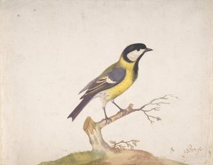 Un carbonero común Parus major posado en una rama, 1670-93 de Pieter Withoos