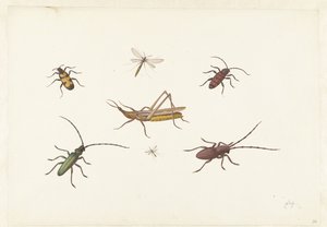 Una hoja con siete insectos diferentes
Hoja con siete insectos diferentes de Pieter Withoos