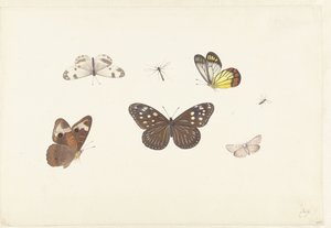 Hoja con cinco mariposas y dos moscas de Pieter Withoos