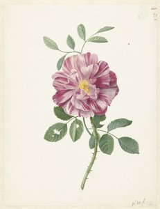 Rosa gálica (Rosa gallica L. 