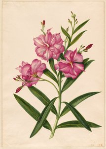 Adelfa morada de Pieter Withoos