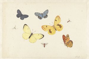Hoja de estudios con cinco mariposas, una avispa y dos moscas
Hoja con cinco mariposas, una avispa y dos moscas de Pieter Withoos