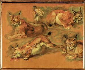 Estudios de un lince (pintura sobre lienzo) de Pieter or Peter Boel