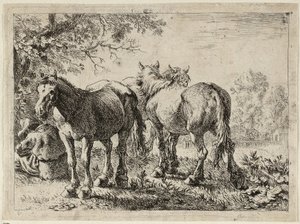 Tres caballos en un campo de Pieter van Laer
