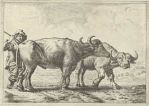 Dos búfalos y un pastor de Pieter van Laer