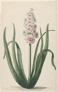 Jacinto en flor de Pieter van Loo