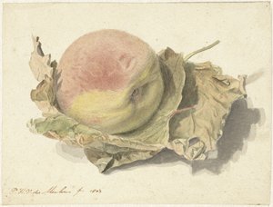 Melocotón en dos hojas de Pieter van der Meulen