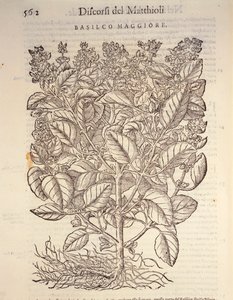 Albahaca (Ocymum basilicum), grabado por Pier Andrea Mattioli de Pietro Andrea Mattioli