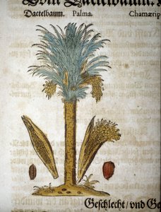 Tabla botánica: Palmera con dátiles - en “Herbario Mattioli” de Pietro Andrea Mattioli