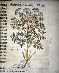 Cicuta - En "Herbarium Mattioli".