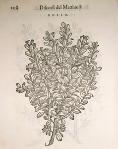 Boj común (Buxus sempervirens), grabado por Pier Andrea Mattioli de Pietro Andrea Mattioli