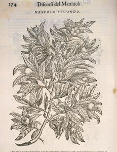 Níspero común (Mespilus germanica), grabado por Pier Andrea Mattioli de Pietro Andrea Mattioli