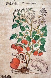 Herbario: planoma botánico aureache representando una planta de tomate de Pietro Andrea Mattioli