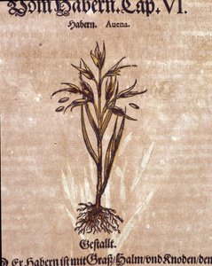 Herbario: avena. Grabado en “Kreutterbuch Dess Hochgelehrten unnd weitberuhmten Herrn D. Petri Andreae Matthioli” de Pietro Andrea Mattioli