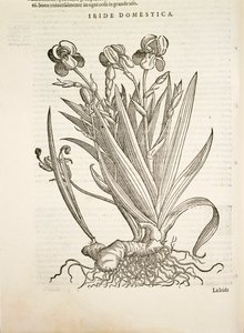 Iris (Iride domestica), grabado por Pier Andrea Mattioli
