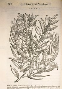 Laurel (Laurus), grabado por Pier Andrea Mattioli