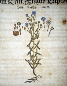 Lino o Linum - En "Herbario Mattioli".