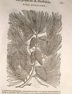 Pino marítimo (Pinus pinaster), grabado de Pier Andrea Mattioli de Pietro Andrea Mattioli