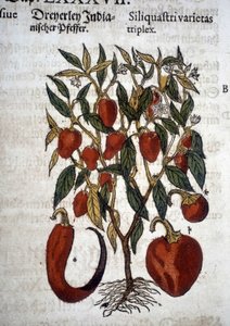 Pimientos o Siliquaftri varietas triplex - En "Herbier Mattioli"