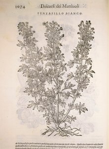 Cincoenrama (Potentilla alba), grabado por Pier Andrea Mattioli de Pietro Andrea Mattioli