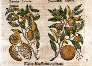 Los cítricos. Naranjo y limonero. Grabado - en “Kreutterbuch Dess Hochgelehrten unnd weitberuhmten Herrn D. Petri Andreae Matthioli” por Pietro Andrea Mattioli (Matthiole) (1500-1577). Frankfurt