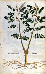 El regaliz. Grabado - en “Kreutterbuch Dess Hochgelehrten unnd weitberuhmten Herrn D. Petri Andreae Matthioli” por Pietro Andrea Mattioli (Matthiole) (1500-1577). Frankfurt