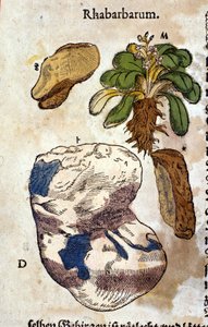 El ruibarbo. Grabado - en “Kreutterbuch Dess Hochgelehrten unnd weitberuhmten Herrn D. Petri Andreae Matthioli” por Pietro Andrea Mattioli (Matthiole) (1500-1577). Frankfurt
