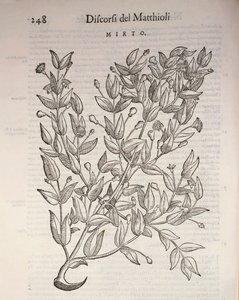 Mirto verdadero (Myrtus communis), grabado por Pier Andrea Mattioli de Pietro Andrea Mattioli